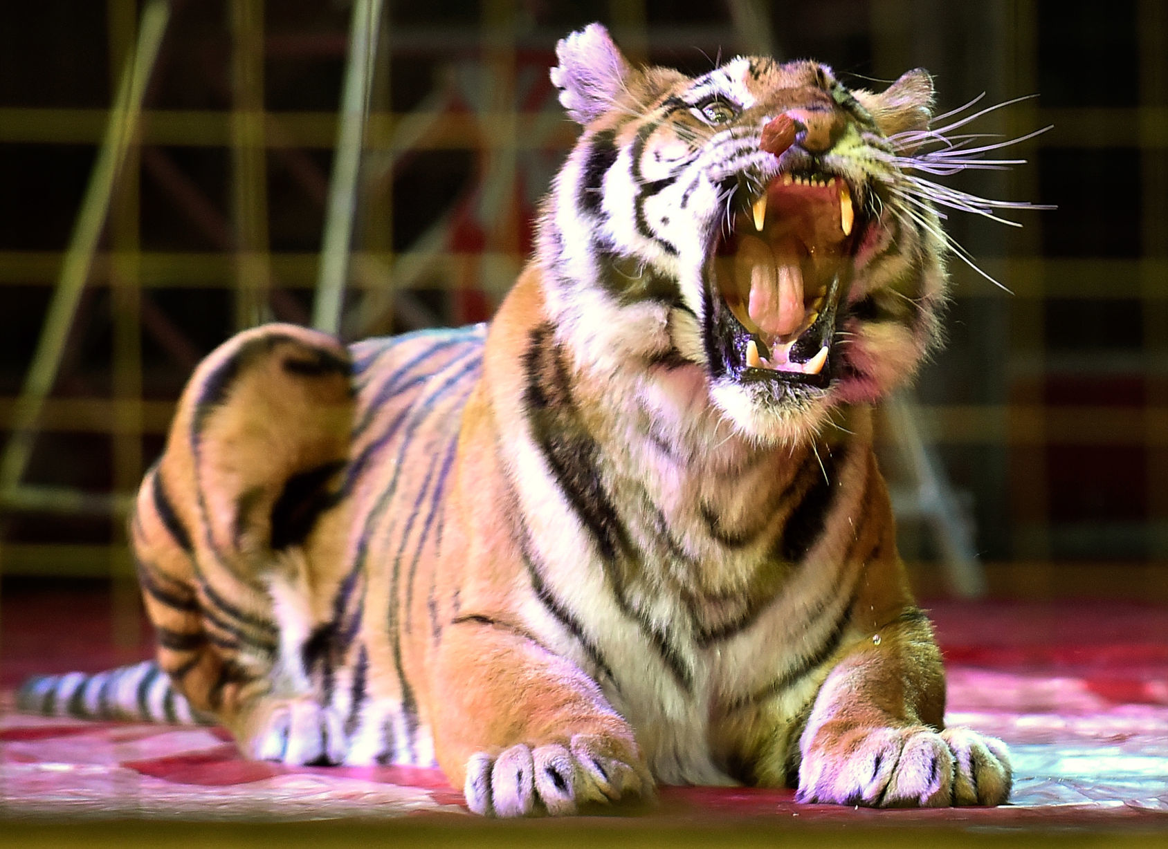 2019 Abu Bekr Shrine Circus